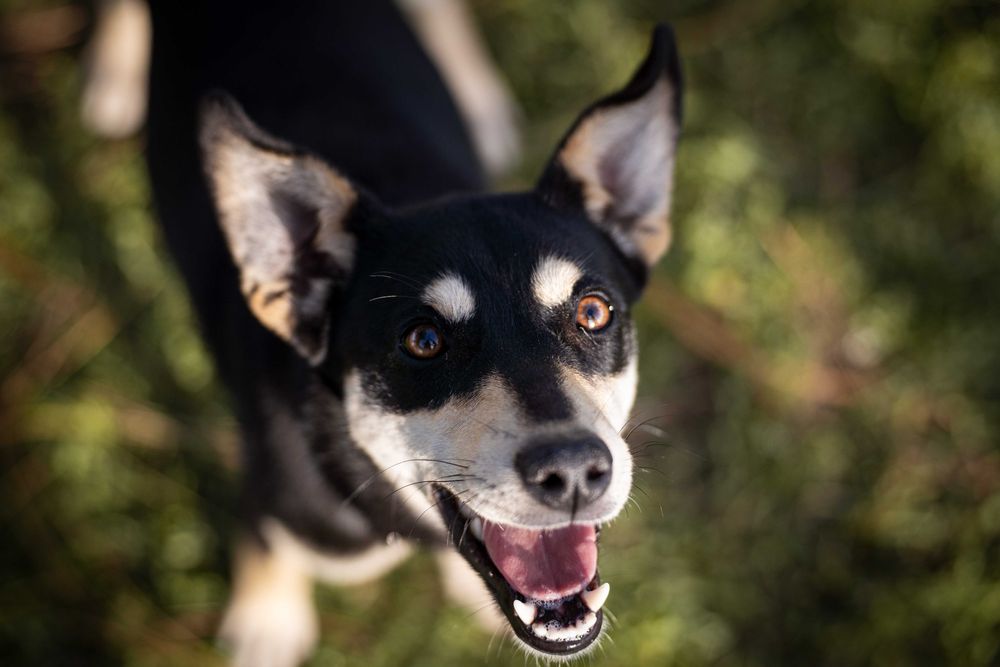 Młodziutki Rysiu szuka domu!