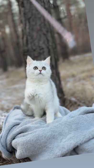 Срібна прям шиншила котеня породиста чистокровна шотландка а