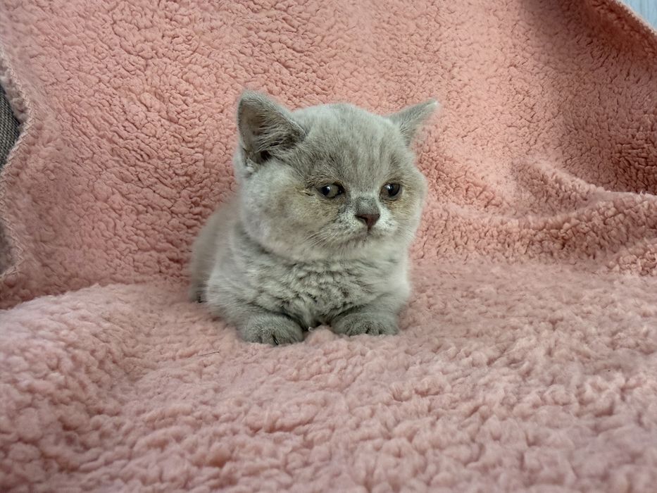 Gatinha  british shorthair