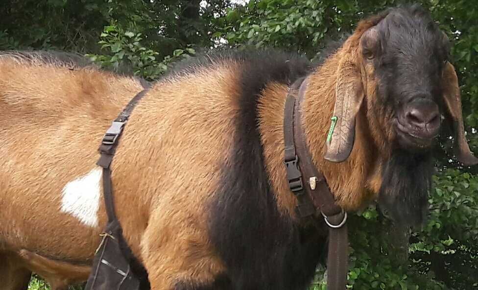 Продаю козине молоко, козяче молоко, козье молоко