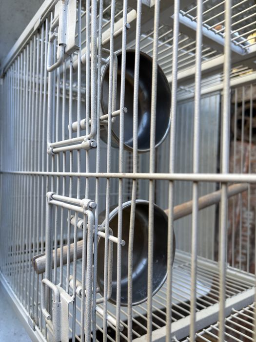 Gaiola pada papagaio