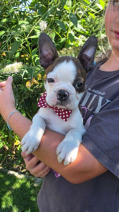Boston terrier szczeniak