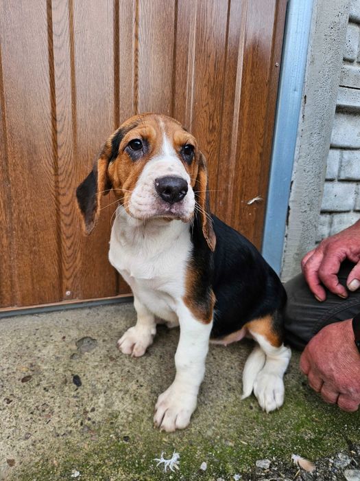 Sprzedam suczke Beagle