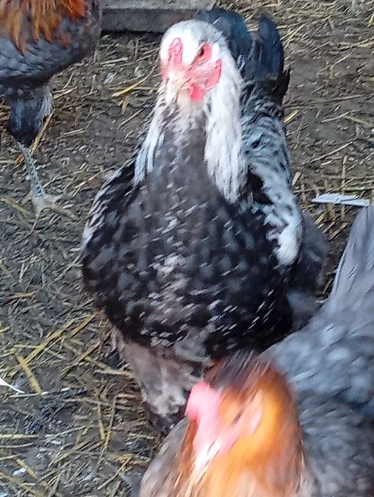 kogut brahma srebrna