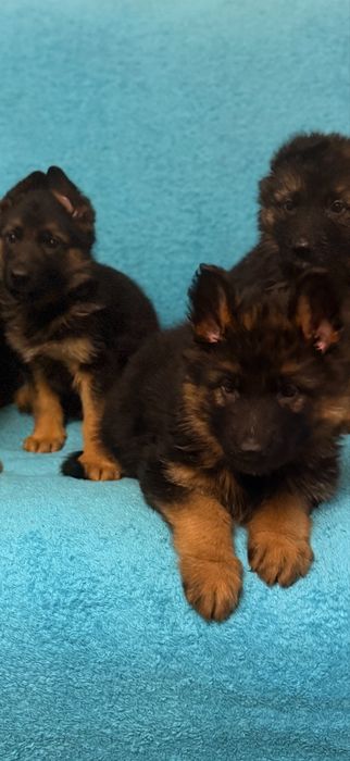 Щенки немецкой овчарки