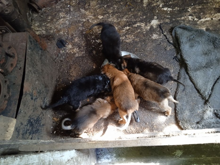 Віддам в добрі руки цуцинят вівчарки