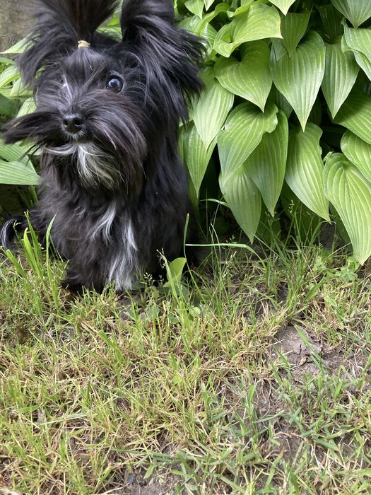 Щенок йоркширского терьер- девочка