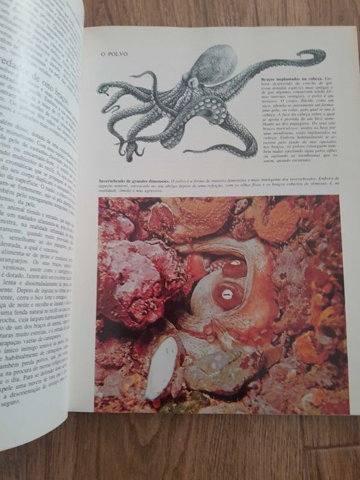 Segredos do Mar: o mundo fascinante dos Oceanos e das Ilhas