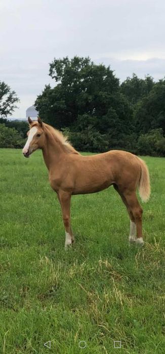 Oferta stanówki ogierem izabelowatym rasy wielkopolskiej