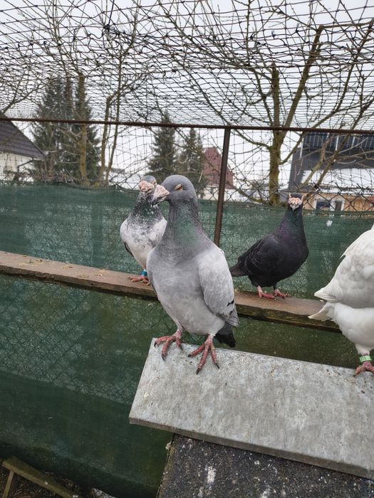 Gołębie staropolskie