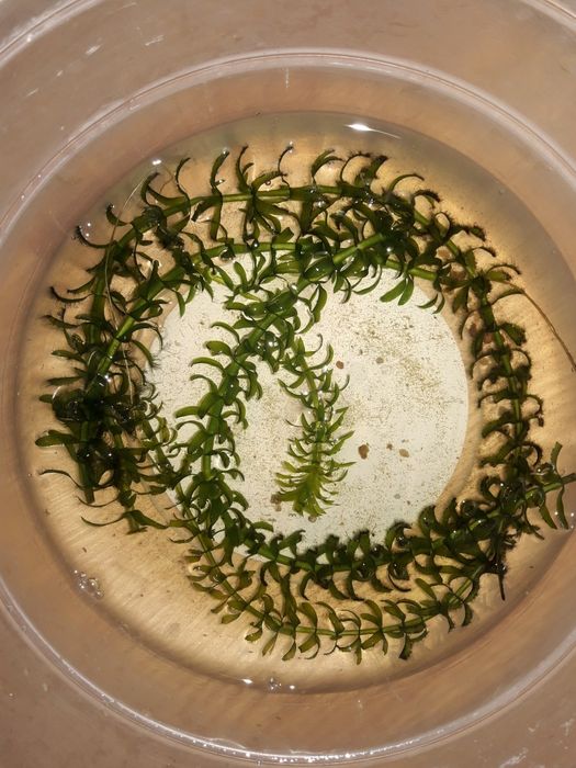 Людвигия + Анубиас