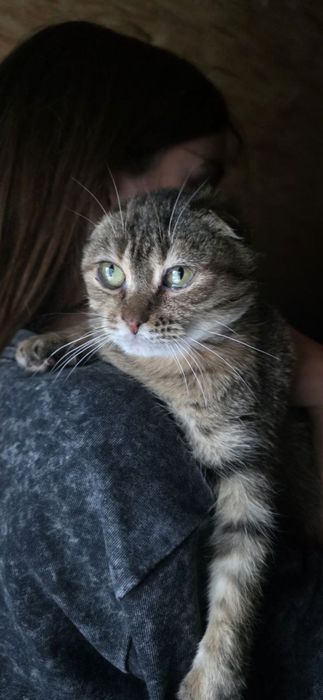 Отдам даром в добрые руки полосатую кошечку вислоухой породы