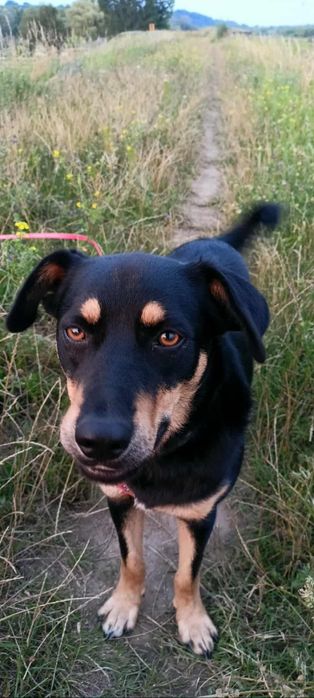 Lucek do adopcji! Sandomierz