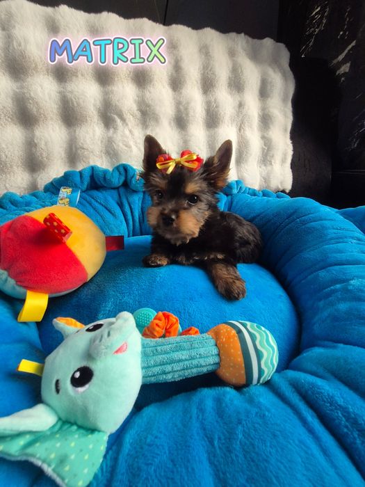 Yorkshire terrier Piesek JUŻ DO ODBIORU