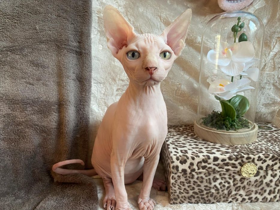 Kotka Sfinks Kanadyjski z roznymi oczkami , z różnokolorowymi oczami