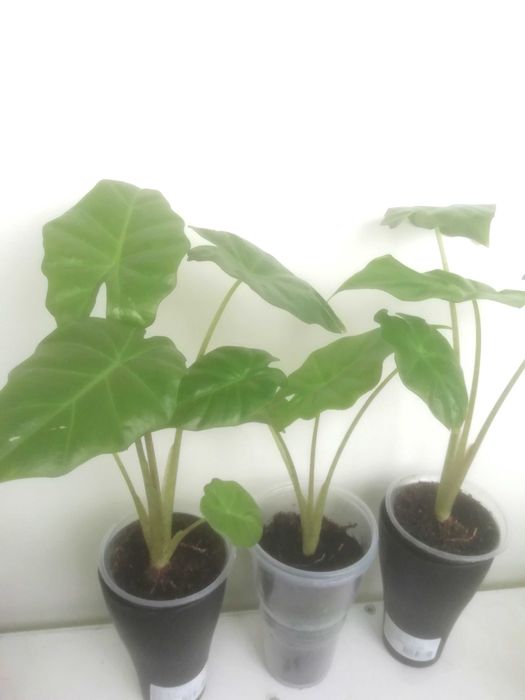 Комнатные растения  , Регал Шилд, алоказия Портодора, хлорофитум