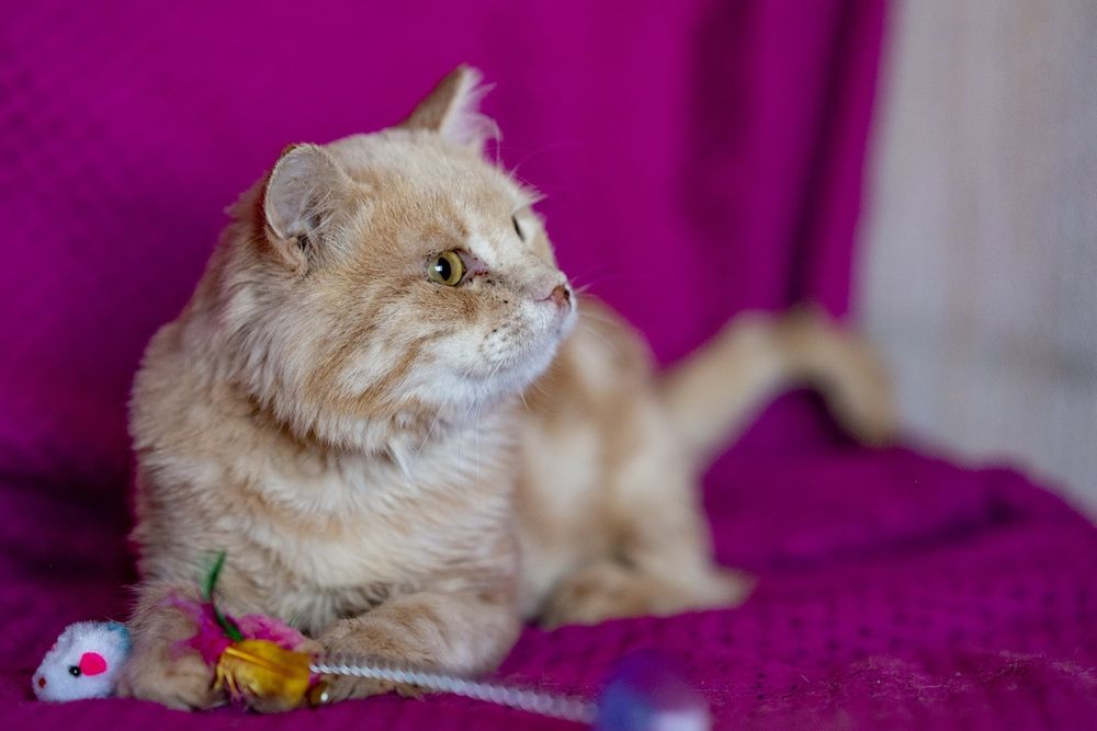 Котик Сантьяго ждёт тебя