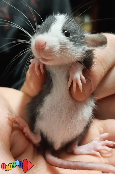 Крыса, криса, щур Дамбо хлопці п'ятнисті, Хаскі, білі, блу