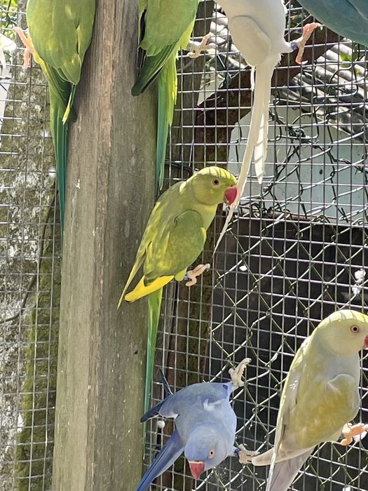 Casal adulto rung necks malhados