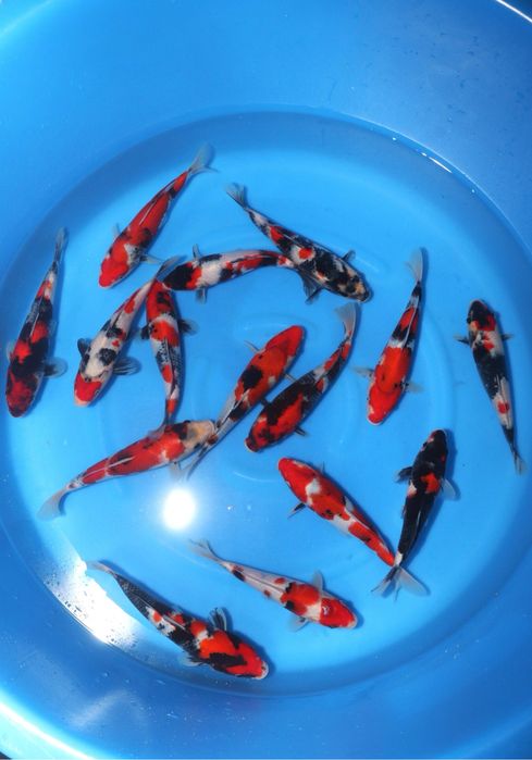 Продам карпов кои импорт с Японии