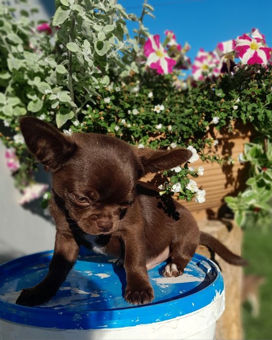 Chłopcy Chihuahua