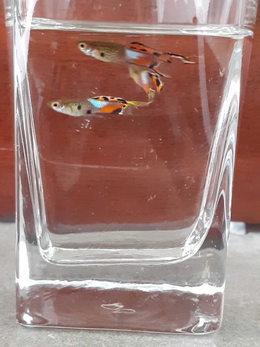 GRANDE PROMOÇÃO Guppys endlers (adultos)