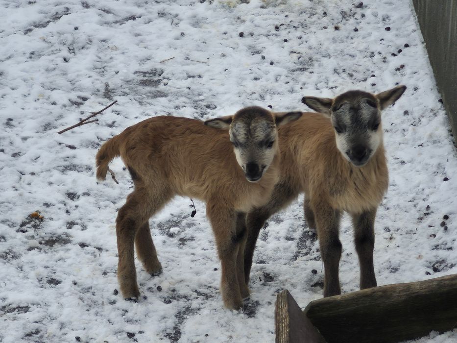 Owce kameruńskie , likwidacja stada.
