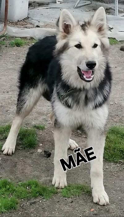 Os pequenos amores a procura da nova família