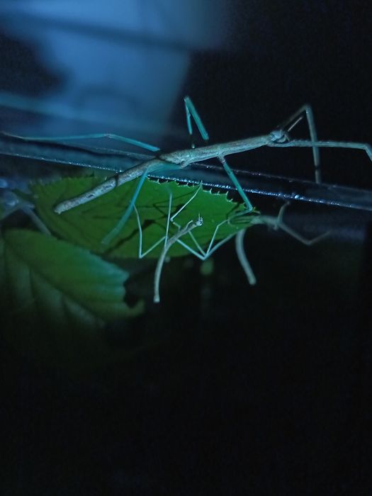 Patyczak rogaty blue