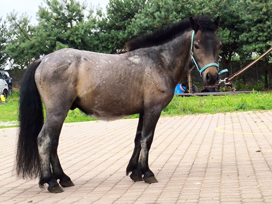 Kucyk 3,5 roku 92cm oprowadzanki