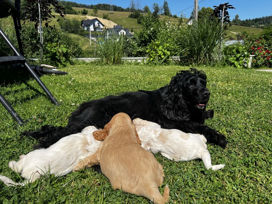 Cocker spaniel angielski