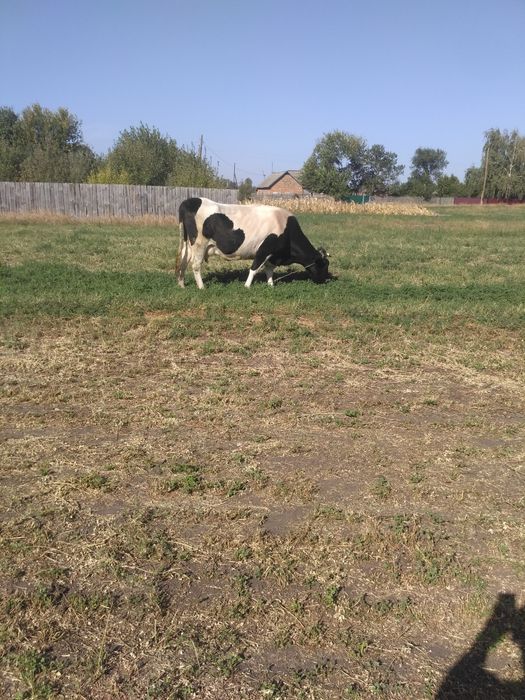 Продам корову тільну