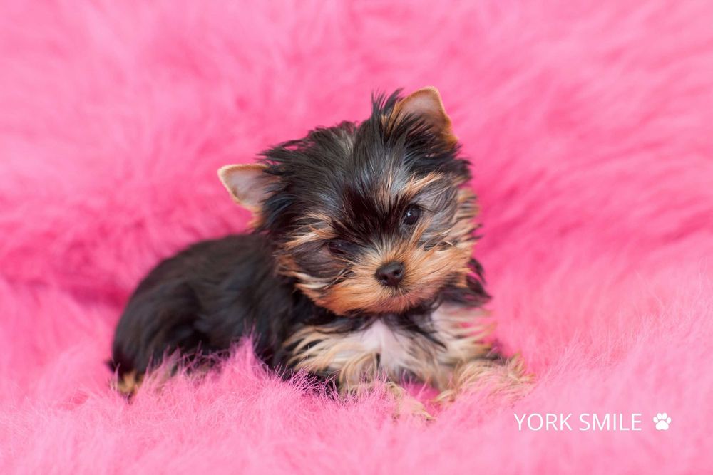 Ексклюзивна міні дівчинка йорк з мордочкою бебі - фейс!
