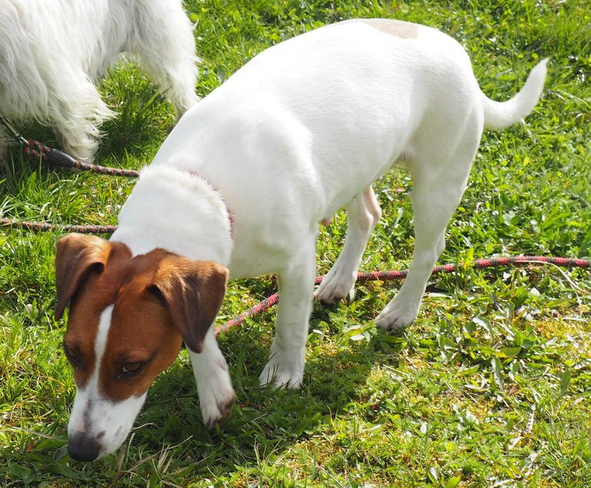 Jack Russell Terrier śliczna suczka biało- brązowa hodowla KAMA 1