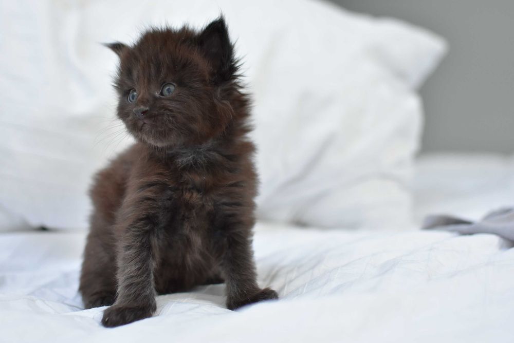 Maine Coon/Rodowód FPL
