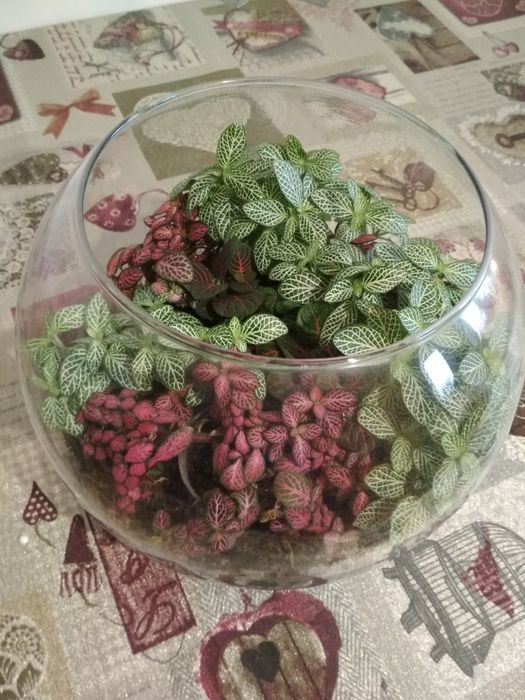 Продам фіттонія,  Різні