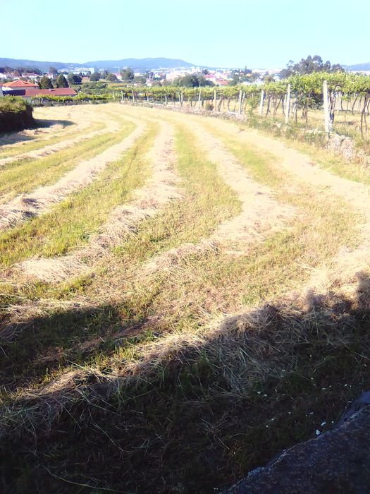 Azevém tradicional em fardo