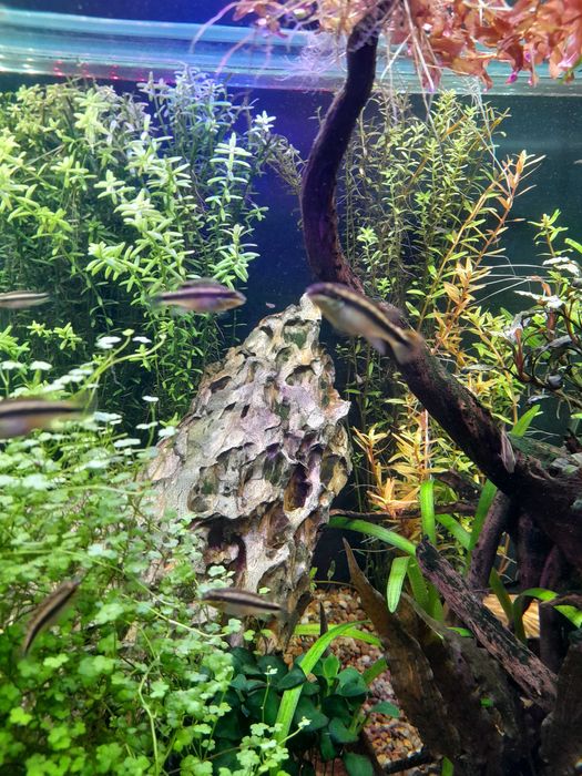 Barwniak czerwonobrzuchy