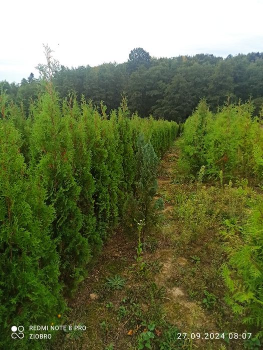 thuja tuja kolumnowa do 210cm.
