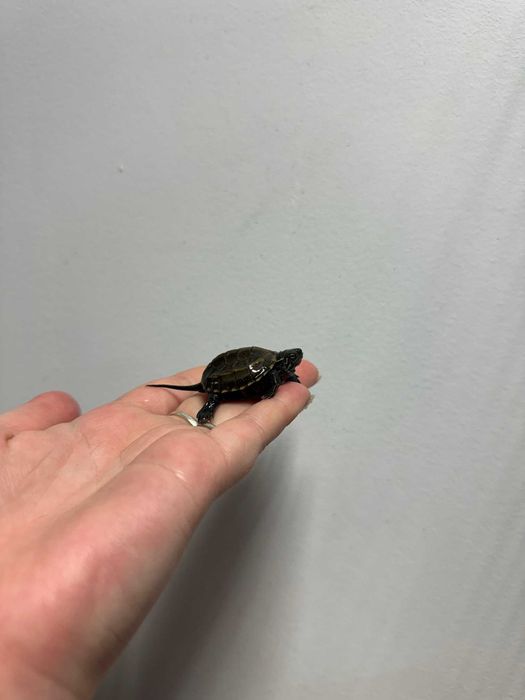 żółw chiński GRUBY KOCUR sklep zoologiczny rzeszów