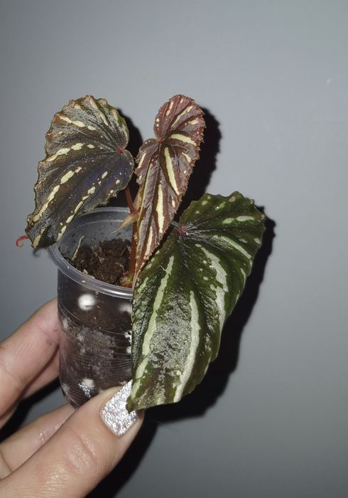 Колекційні бегоніі