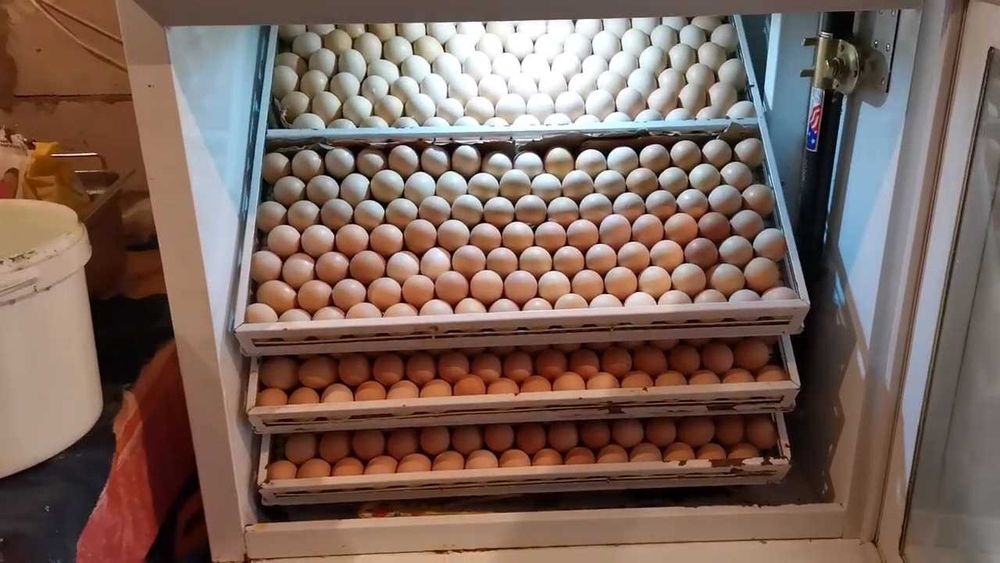 Продаем Инкубатор НЕСТ-500 б/у