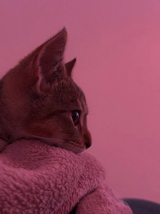 Котик в хороші руки