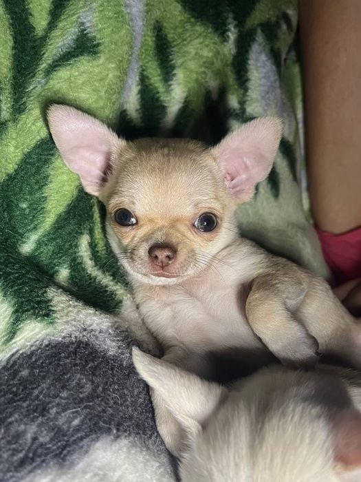 Чіхуахуа Хлопчик