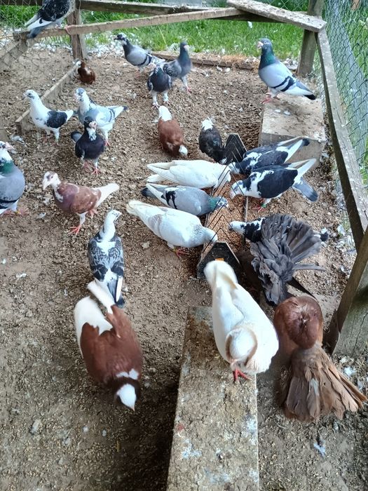 Sprzedam gołębie staropolskie