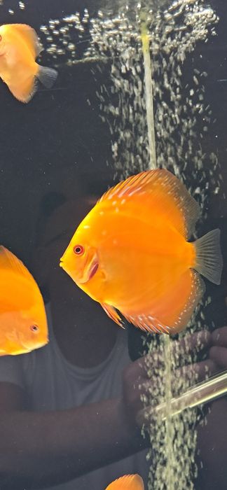 Paletki wielkość 6 cm.