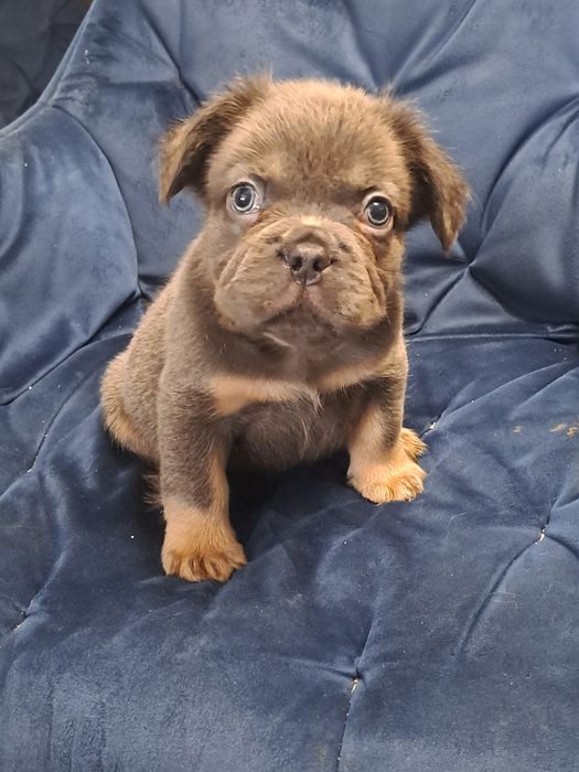 Szczeniak buldog francuski piesek blue tan flufy