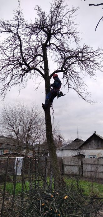 Спиляти Дерево, Спилить Дерево, Обрізка Дерев, Кронування Дерев