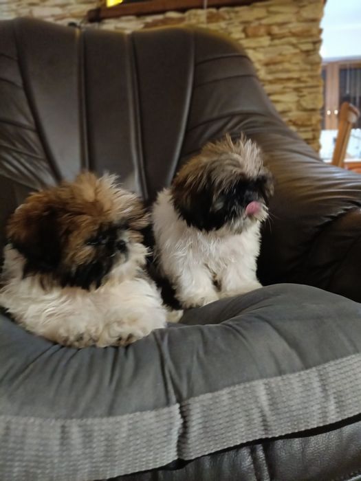 Shih tzu szczeniak suczka