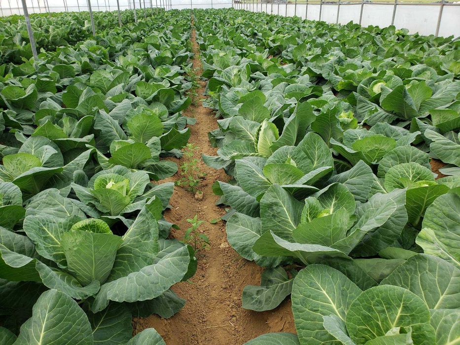 Legumes frescos de cultivo próprio à venda